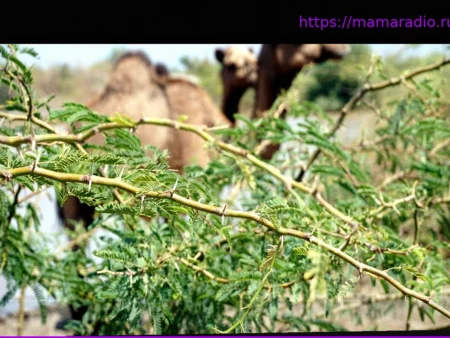 Эфиопия борется с Мескитом: От чудо-дерева к сорняку-захватчику