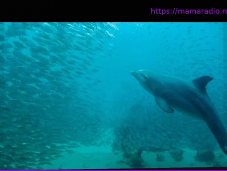 Поведенческие исследования: Животные-хитрецы: Знаете ли вы уловки зверей?