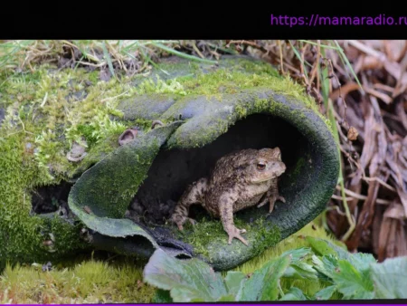 Начало миграции земноводных: Советы и рекомендации, как помочь жабам и лягушкам сейчас