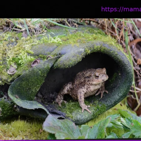 Начало миграции земноводных: Советы и рекомендации, как помочь жабам и лягушкам сейчас