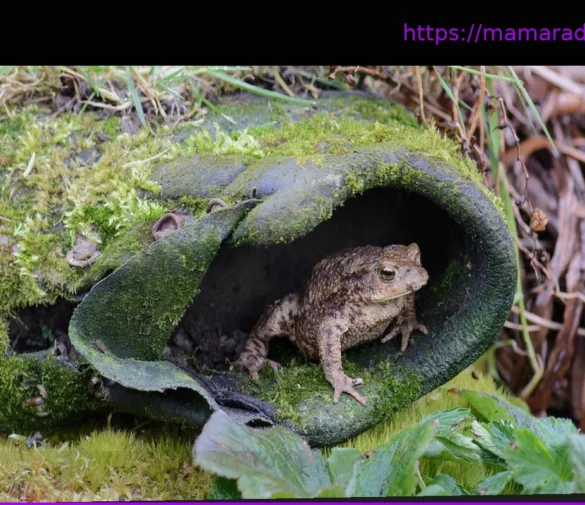 Начало миграции земноводных: Советы и рекомендации, как помочь жабам и лягушкам сейчас