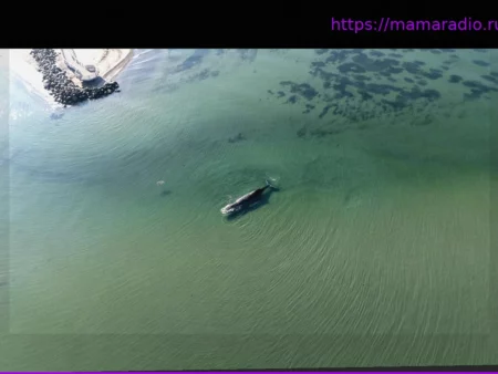 Морская биология: Случаи выбросов китов на берег – растущая тенденция и влияние человека