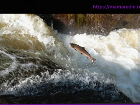 Отчет ООН: Катастрофическое сокращение популяций мигрирующих пресноводных рыб на 80%