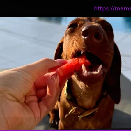 Звездные питомцы: Чей это такс-гурман из Голливуда?