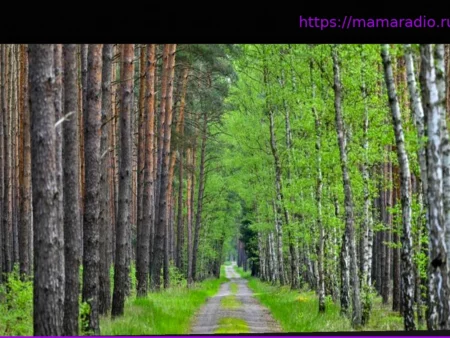 Международный день лесов: Больше разнообразия: Как должен измениться лес будущего