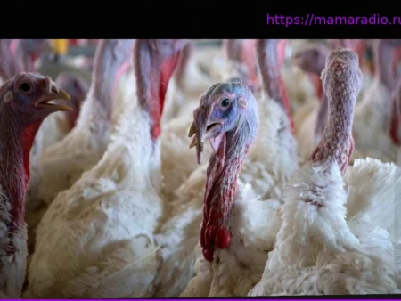 Распространение болезни Ньюкасла: Подтверждено восемь вспышек на птицефабриках