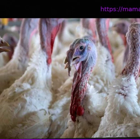 Распространение болезни Ньюкасла: Подтверждено восемь вспышек на птицефабриках