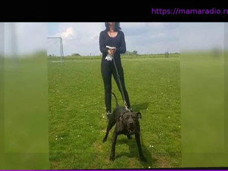 Ответственность хозяина за собаку: почему Кристоф Эллул предстанет перед судом спустя шесть лет после смерти Элизы Пиларски