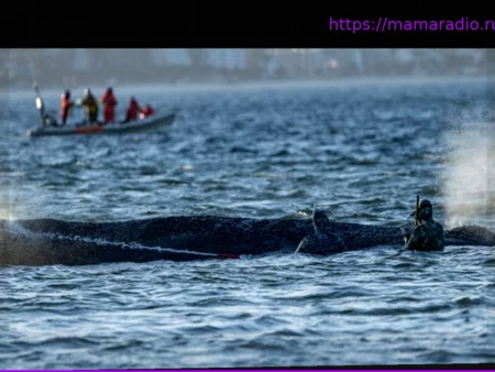Животные-звезды: кит, белый медведь, осьминог – судьбы этих животных тронули наши сердца