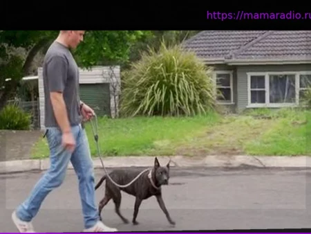 Искусственный интеллект помог спасти собаку от рака: разработана уникальная вакцина