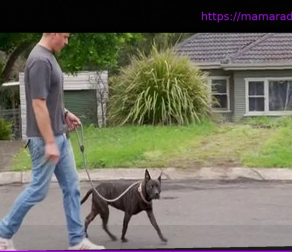 Искусственный интеллект помог спасти собаку от рака: разработана уникальная вакцина