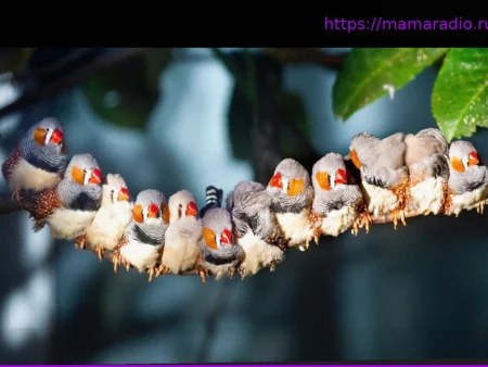 Зебровые амадины: общение с друзьями важнее