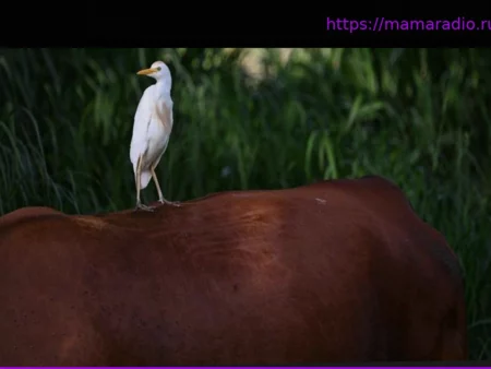 Причудливые названия птиц: от сорокопута до цапли и их происхождение