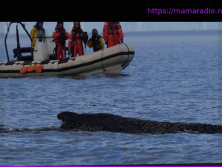 Освобожденный горбатый кит снова замечен в Балтийском море