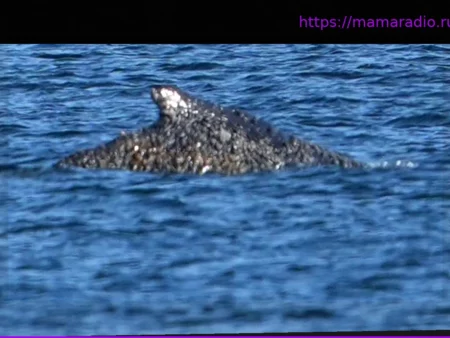 Судьба горбатого кита из Тиммендорфер-Штранд: Спасение, здоровье и возвращение в Северное море