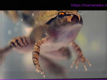 Южная лягушка-заика: Всемирный день лягушек: Самка отложила беспрецедентную серию яиц в Австралии