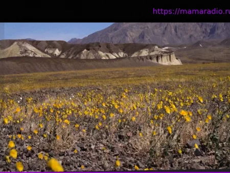 Редкое природное зрелище: Долина Смерти расцвела после десятилетия