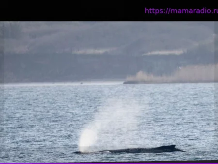 Балтийское побережье: Случай с горбатым китом Тимми признан уникальным в мире