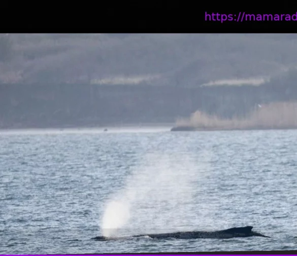 Балтийское побережье: Случай с горбатым китом Тимми признан уникальным в мире