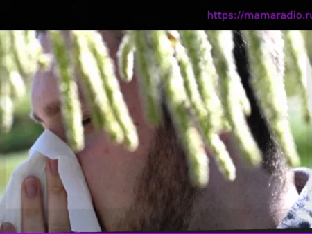 Берёзовая пыльца на пике: Когда ждать облегчения аллергикам?