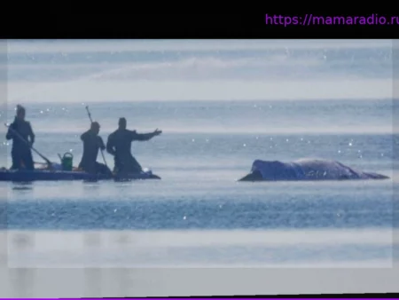 Горбатый кит в Балтийском море: Greenpeace: Мало шансов на спасение