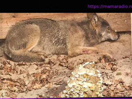 Волк, напавший на женщину, выпущен на свободу на юге Гамбурга