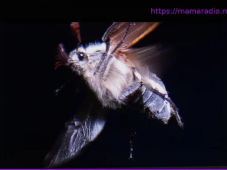 Миллионы майских жуков: массовый вылет в Гессенском Риде