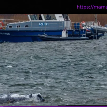 Спасение кита: лодки направляют животное