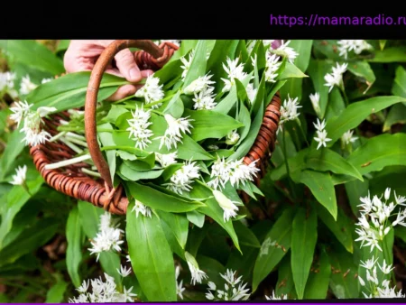 Ядовитые двойники черемши: Как отличить съедобную черемшу от опасных растений