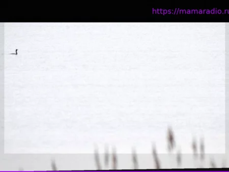 Гнев вокруг кита: как популисты используют эмоции и скандалы