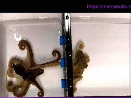 Секс на расстоянии вытянутой руки: Осьминоги «пробуют на вкус» подходящих партнёрш