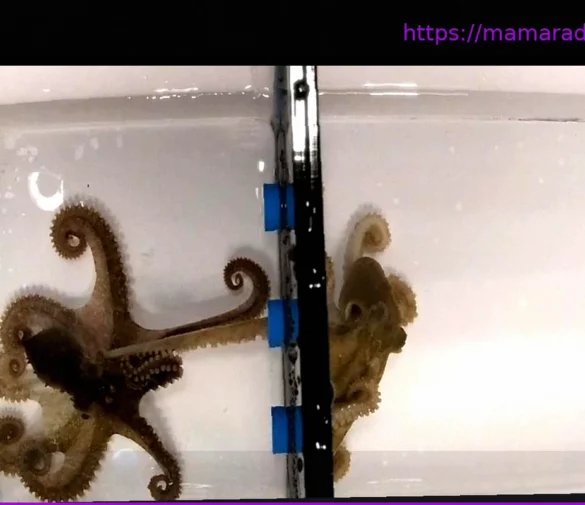 Секс на расстоянии вытянутой руки: Осьминоги «пробуют на вкус» подходящих партнёрш