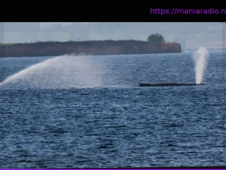 Опасности от кита-горбача на побережье Балтийского моря нет: заключение министерства
