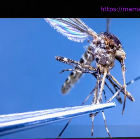 Обнаружение комаров в Исландии: серьёзные последствия для экосистемы