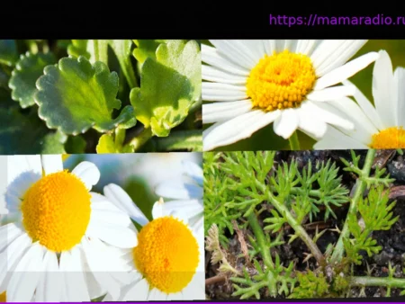 Весной: Сможете ли вы узнать эти растения по их побегам?