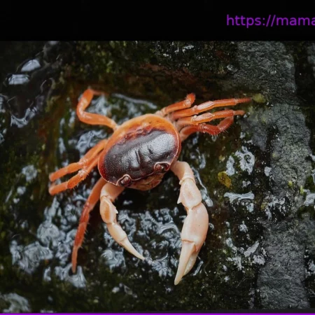 Почему крабы ходят боком? Загадка эволюции