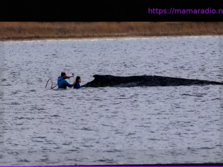 Балтийское побережье: Горбатый кит у Висмара все еще дышит, состояние без изменений