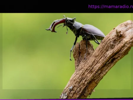 Создайте рай для жуков: как сделать «бункер для жуков» и ценное место обитания