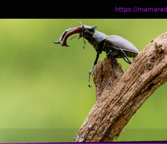 Создайте рай для жуков: как сделать «бункер для жуков» и ценное место обитания