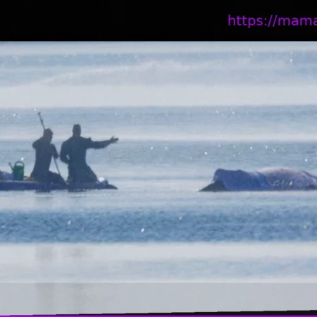 Косатка в Балтийском море: Greenpeace: У горбатого кита мало шансов на выживание