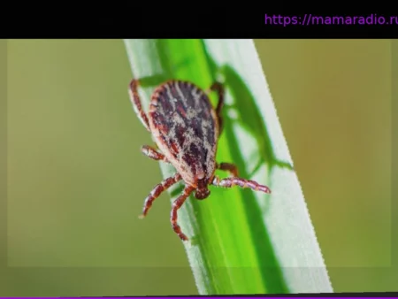 Сезон клещей: что нужно знать о переносе болезней