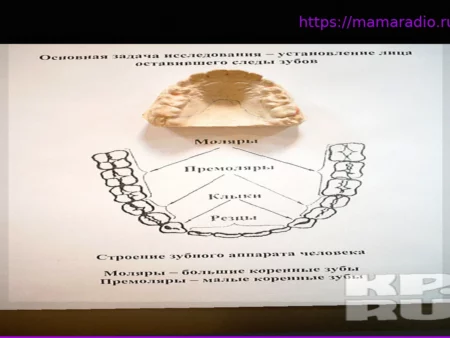 Судебно-медицинская экспертиза зубов: ключ к идентификации личности и расследованиям
