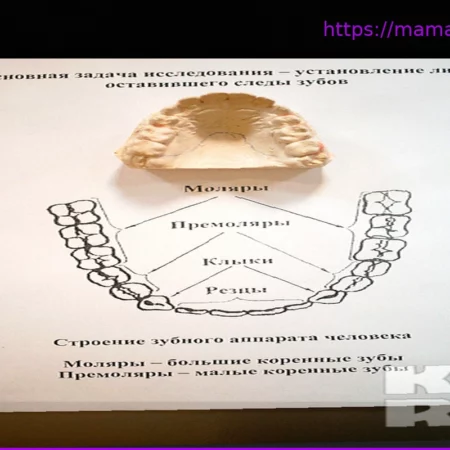 Судебно-медицинская экспертиза зубов: ключ к идентификации личности и расследованиям