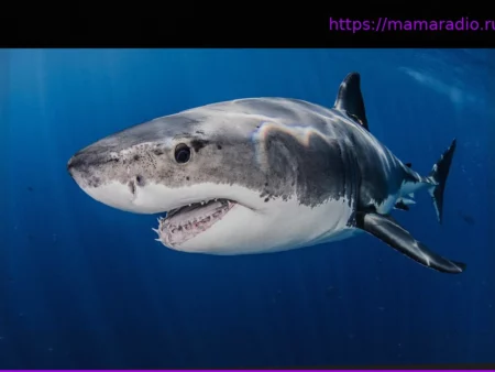 Климатические изменения: Потепление океанов становится проблемой для крупных хищников