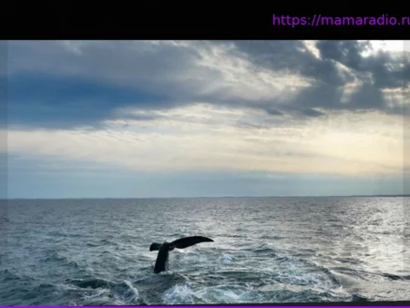 Защита океанов: ООН сообщает о достижении важной вехи – десятая часть мировых вод теперь под охраной