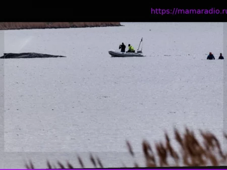 Выброшенный на берег кит: угрозы расправой спасателям после операции по спасению
