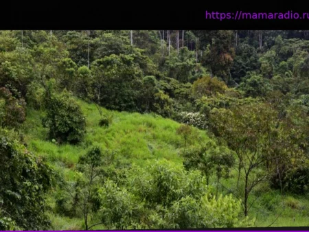 Надежда для вырубленных тропических лесов: Восстановление возможно