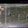 Canicule : «Des milliers d’oiseaux» retrouvés au sol, «une situation d’urgence», alerte le directeur général de la LPO
