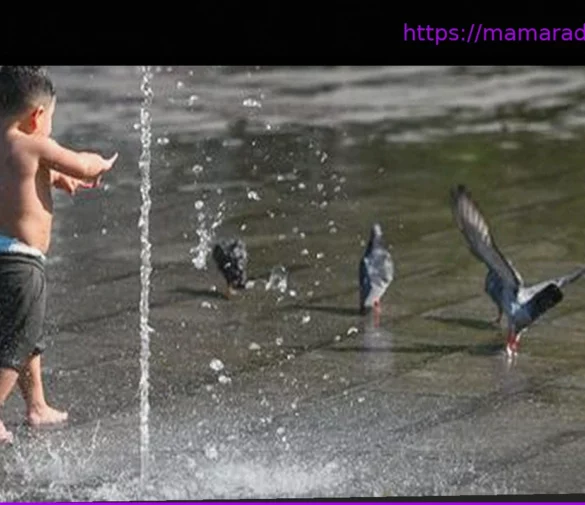 Canicule : «Des milliers d’oiseaux» retrouvés au sol, «une situation d’urgence», alerte le directeur général de la LPO