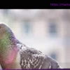 Голуби на балконе: почему птицам нужна помощь